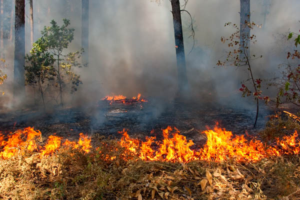 image of a forest fire depicting climate change