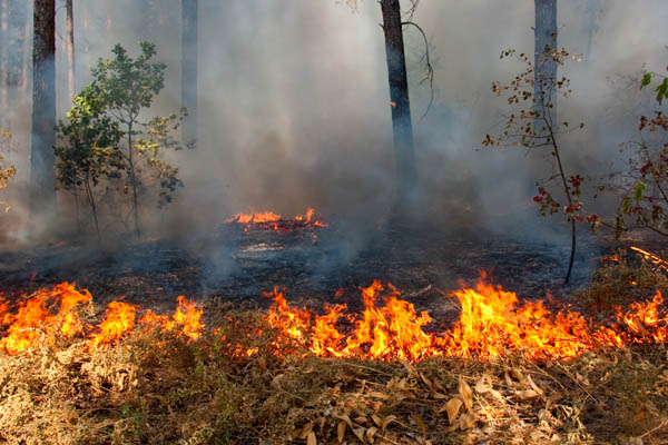 image of a forest fire depicting climate change