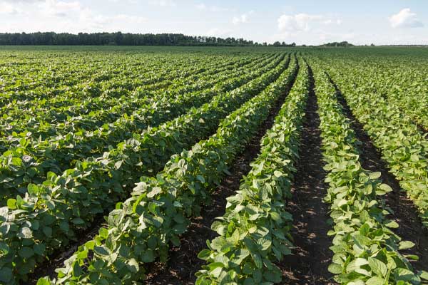 image of soy fields depicting biofuel energy