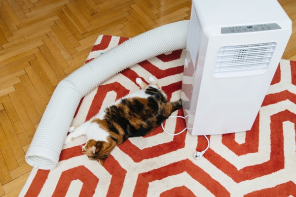 image of a portable air conditioner beside a cat